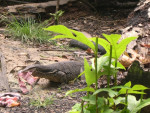 Grote vleesetende hagedis (soort Komodo varaan)