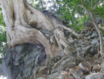 Pulau Kalampunian Damit (Pulau Ular = slangeneiland)