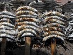 Gezouten sardines op het strand bij Torremolinos